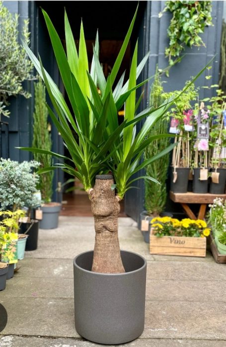 Yacca Plant